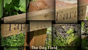 The Dog Field