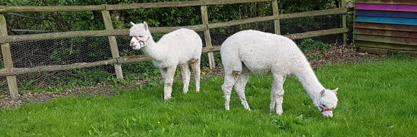 The Alpaca Paddocks - Effingham, Surrey