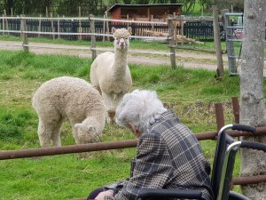The Alpaca Paddocks - Effingham, Surrey