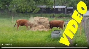 TAP FARM - SHEEP (SMALL) FIELD