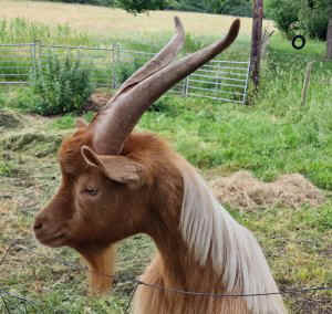 TAP FARM - GOATS